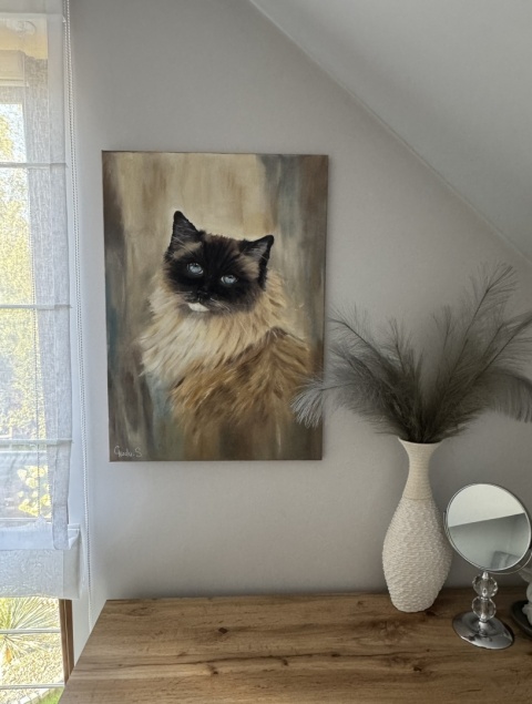 Obraz olejny 50x70 cm „Ragdoll Lenka– błękitne oczy”