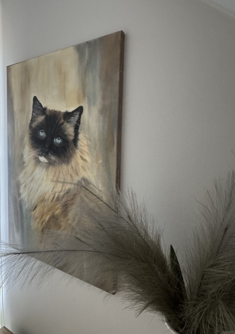 Obraz olejny 50x70 cm „Ragdoll Lenka– błękitne oczy”