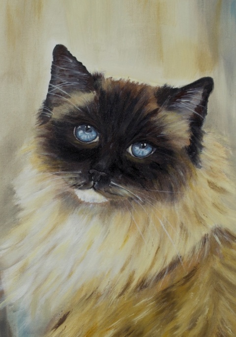 Obraz olejny 50x70 cm „Ragdoll Lenka– błękitne oczy”