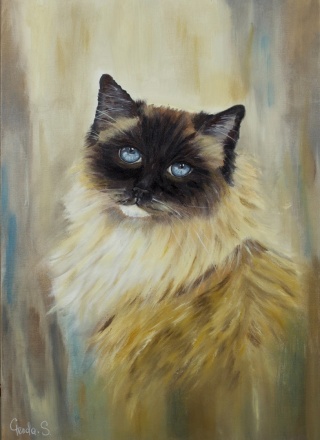 Obraz olejny 50x70 cm „Ragdoll Lenka– błękitne oczy”